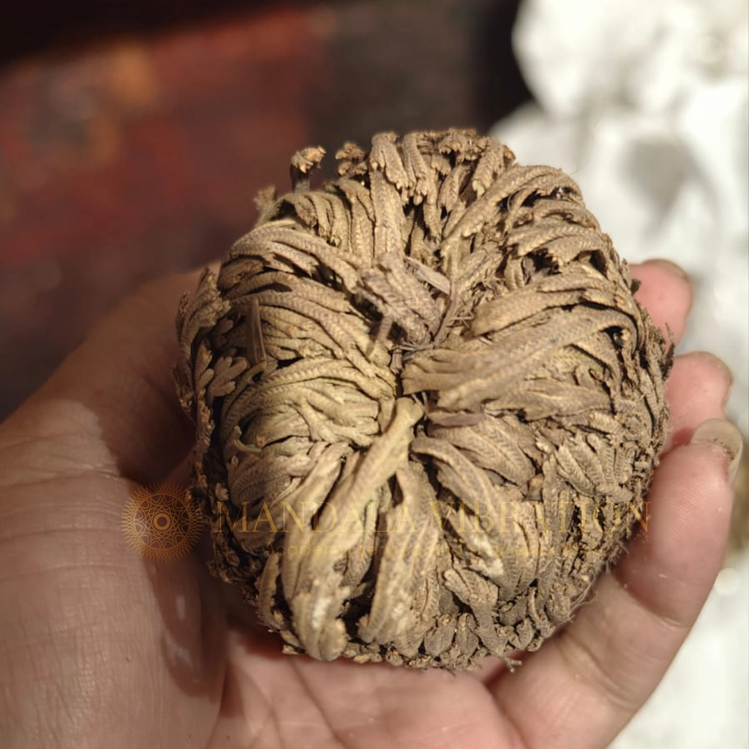Rose of Jericho (Resurrection Plant) - Image 2