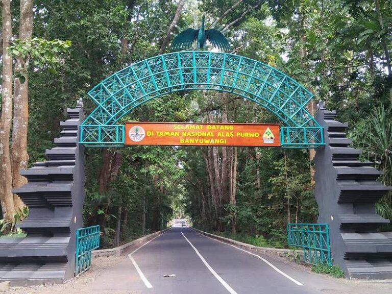Alas Purwo: Sejarah, Mitos, dan Kenapa Disebut Hutan Paling Sakral di Jawa